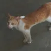 trymecold