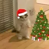 chef_catoffical2