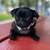 little.pepper.pug