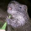 Agouti & poulet africain