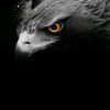 user33131133384336