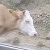 srpska.geocow.v2