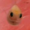 ran_guppy