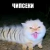 pavelihafkp