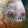 fengoff