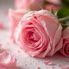 fahazohaib