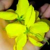 mizan.ahmed60