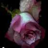 rachellea070