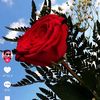 rim24774