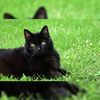 black_cat_cat_cat