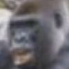 literal.monke7