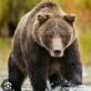 itsbearfr