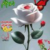walimahmmad888