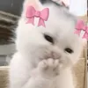 everybodycallmepatricia