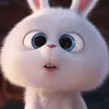Thỏ 🐰