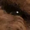 coyotan