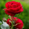 safitri_ay5