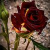 shijrat78