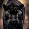 khamis.arbab.ibar5
