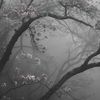 anna_soukthida2