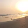 alii_2311