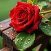 abdul.basit8594