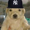 perrofasherofasherito