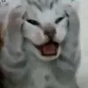 ohahys