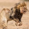 BeastTrack