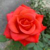 eunice.amaris