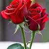 good22483