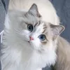 nyannyan4580