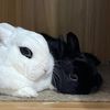 homebunni