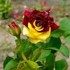 user5195114998157
