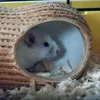 bialy_szczurek.88