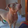 meus.pets02