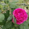 g.hhho