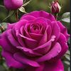 ss_24357