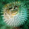 ..poisson