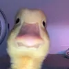 debil2730