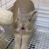 🐰もなぴ🤎