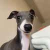 iggyhankwilliams