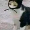 ngo_quockiet