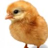 pollito2.0.0