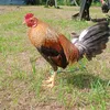 ambetsamonte8