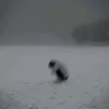 gnevchik