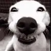 dajn.g