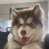 dodge_dahusky
