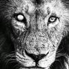 meherab.12305