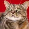 catgreen215